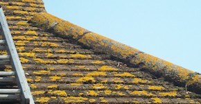 Canterbury roof before cleaning and moss removal